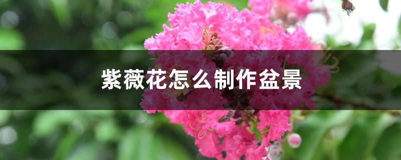 紫薇花如何制作盆景