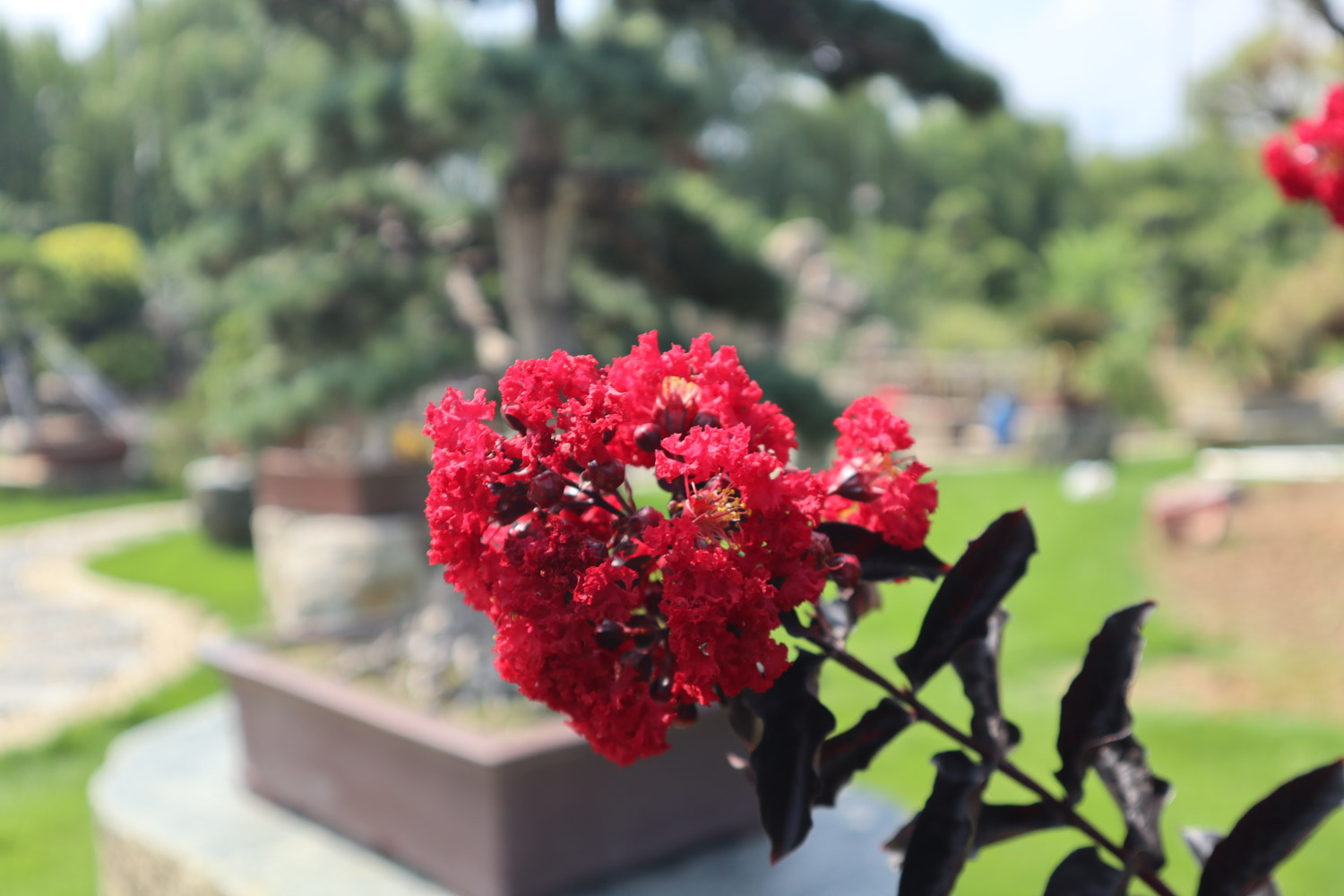 紫薇花如何制作盆景