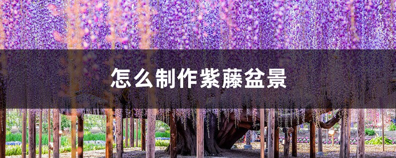 如何制作紫藤盆景