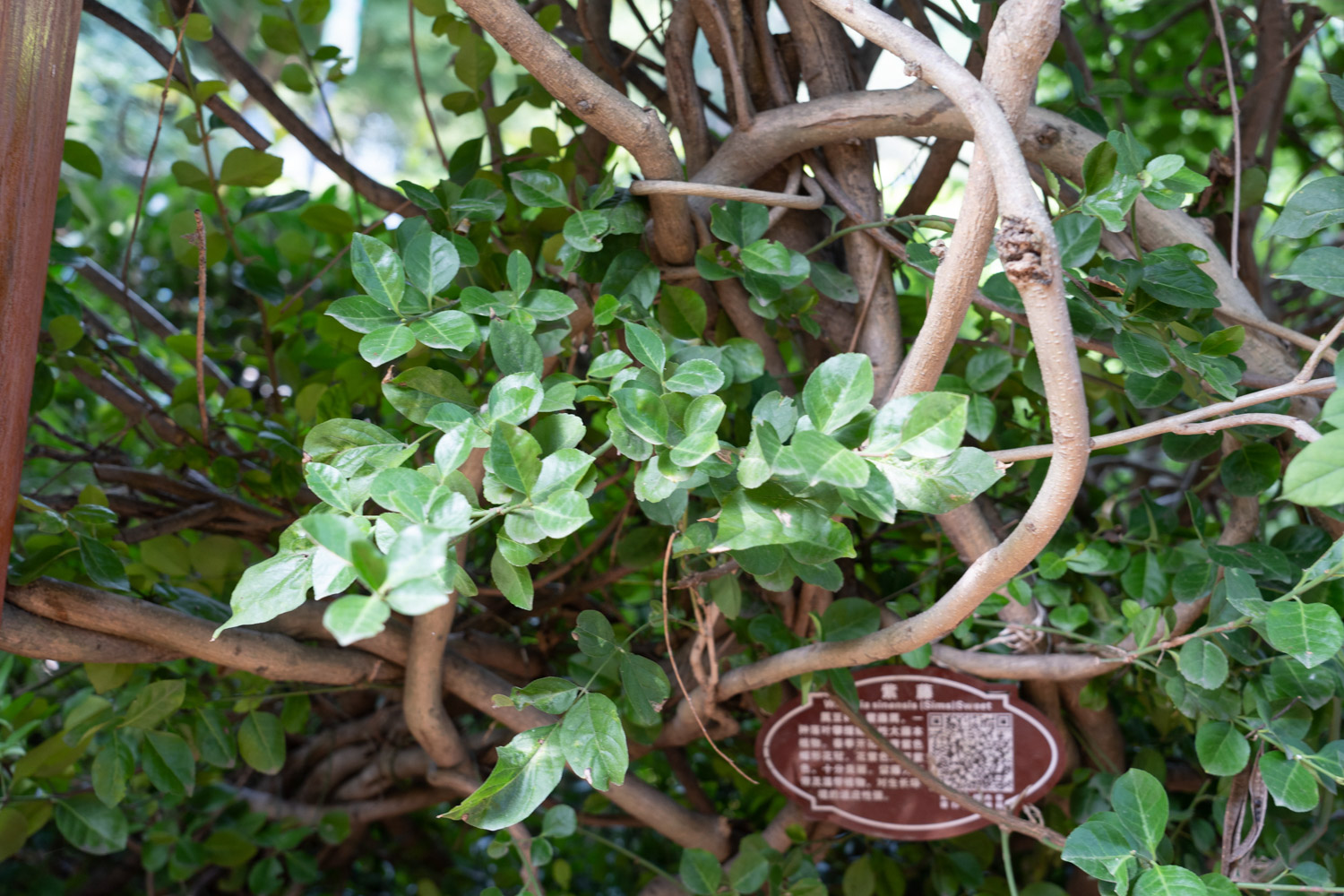 如何制作紫藤盆景