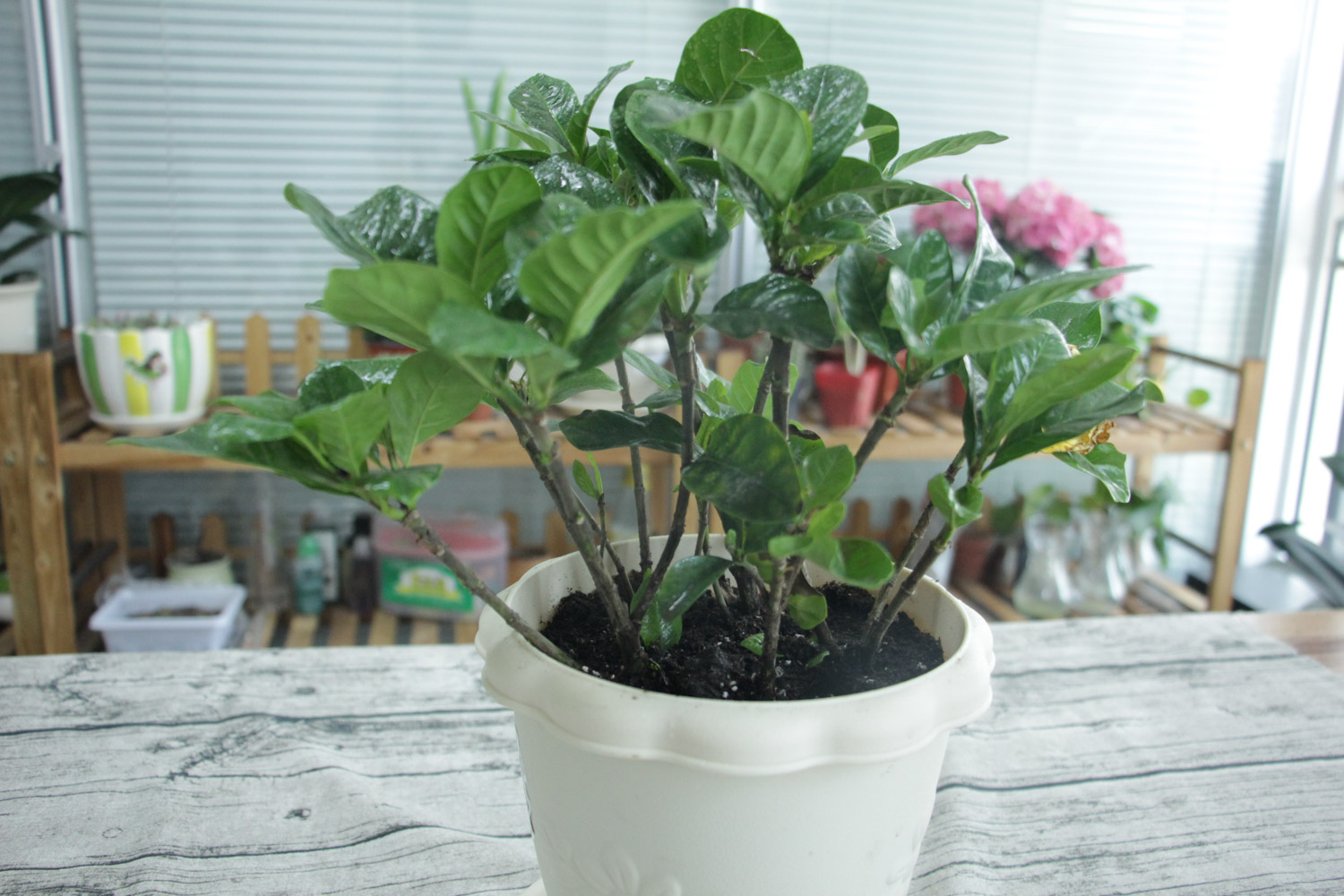 栀子花盆景制作办法