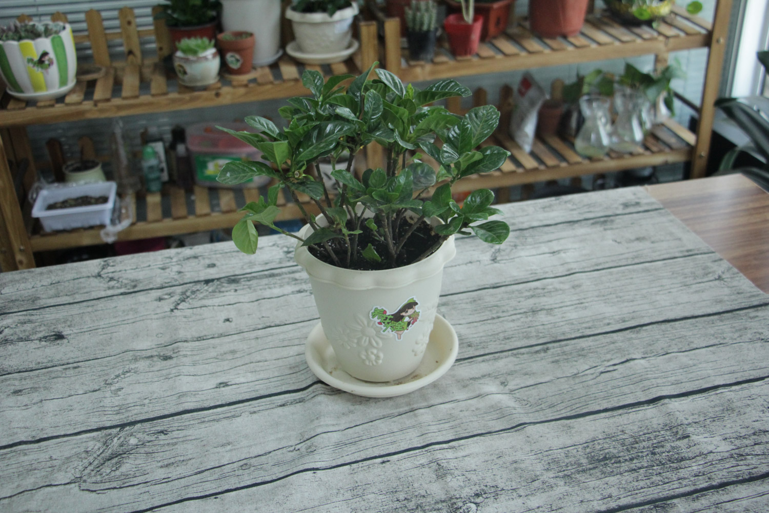 栀子花盆景制作办法