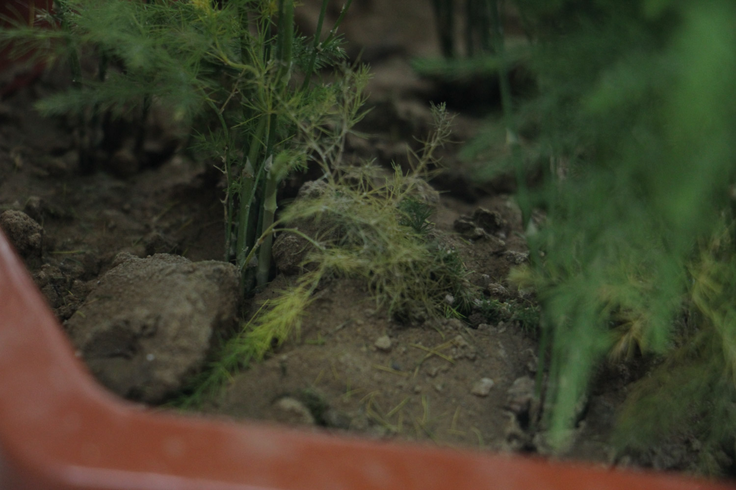 文竹盆景的制作办法