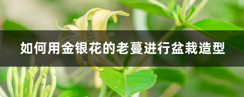 如何用金银花的老蔓实行盆栽造型