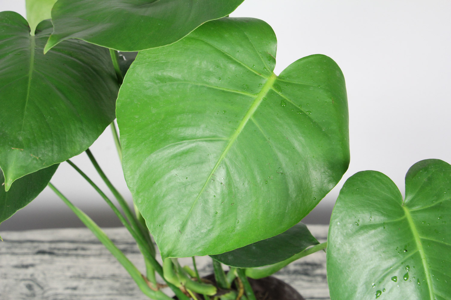 龟背竹的盆景制作