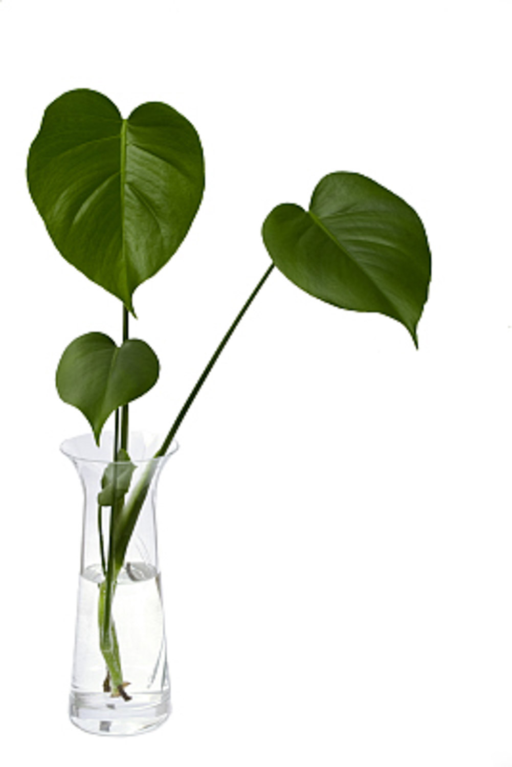 龟背竹的盆景制作