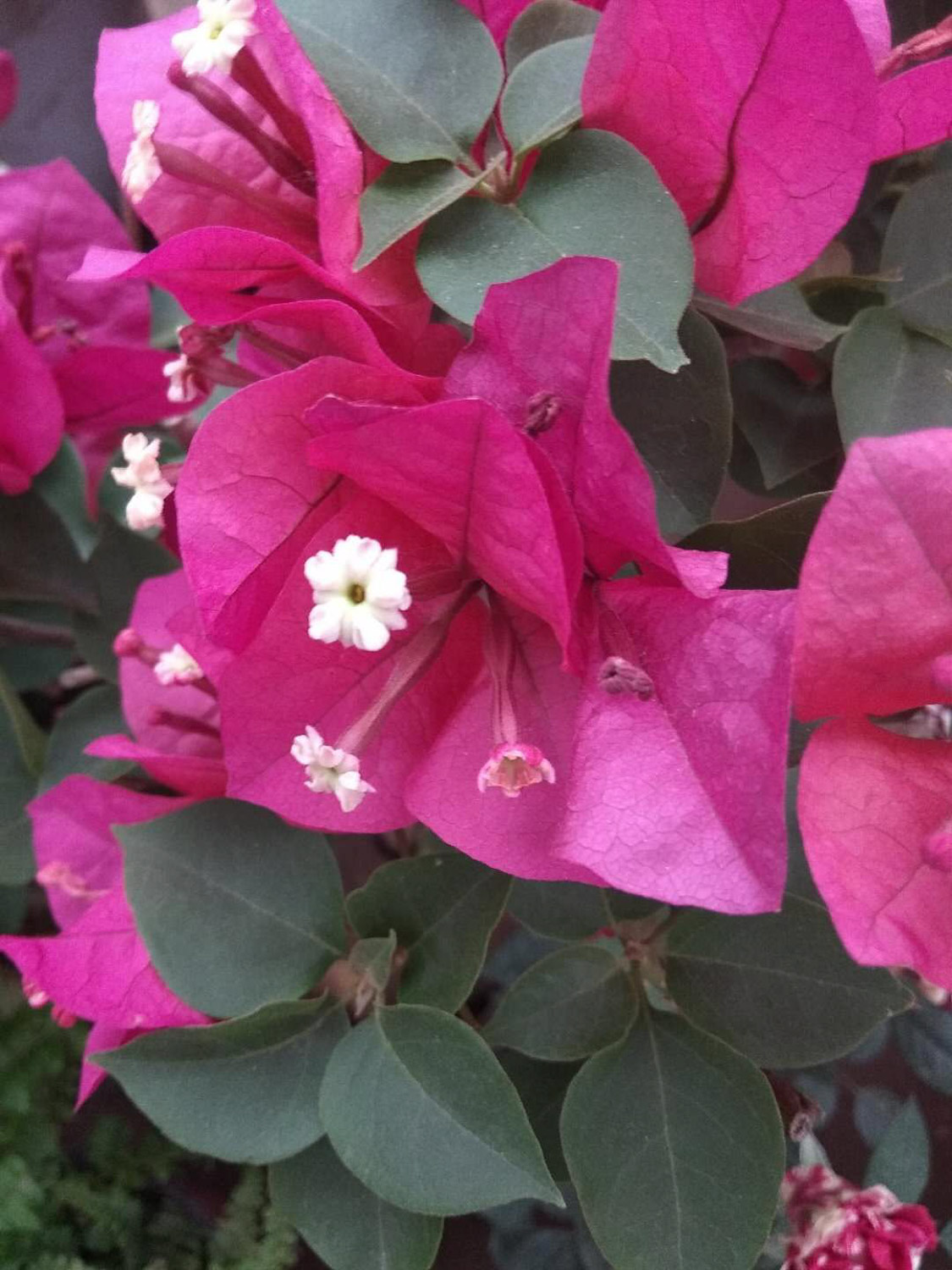 三角梅盆景制作办法