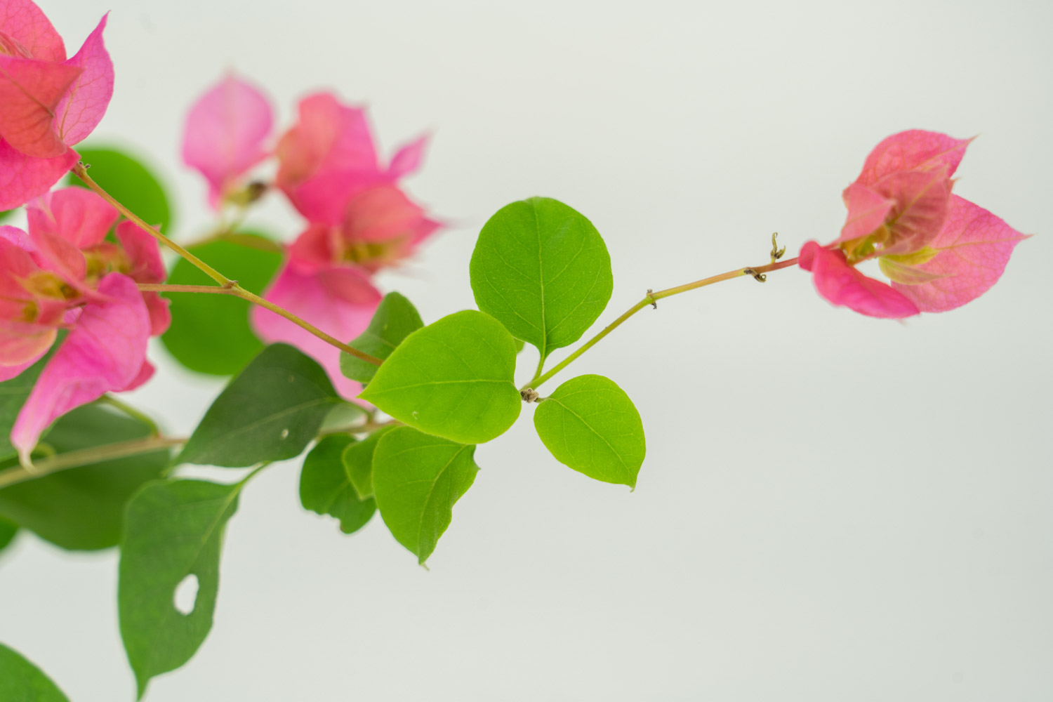 三角梅盆景制作办法