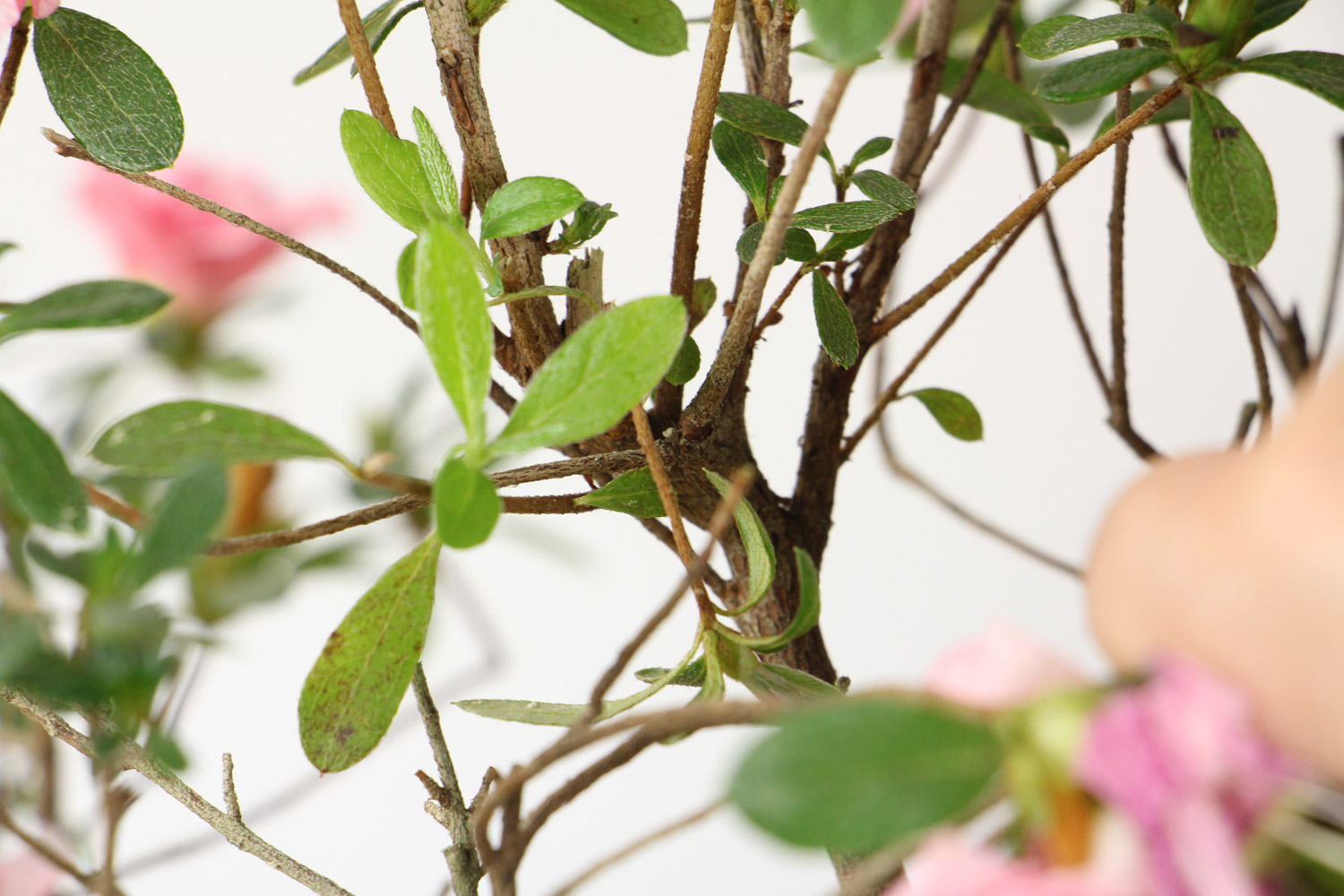 如何制作出漂亮的杜鹃花盆景