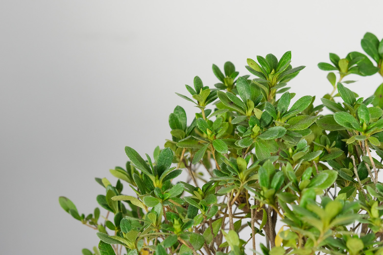 如何制作出漂亮的杜鹃花盆景