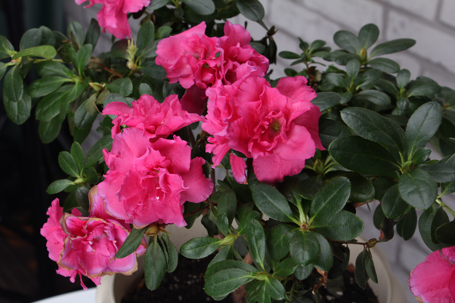 如何制作出漂亮的杜鹃花盆景