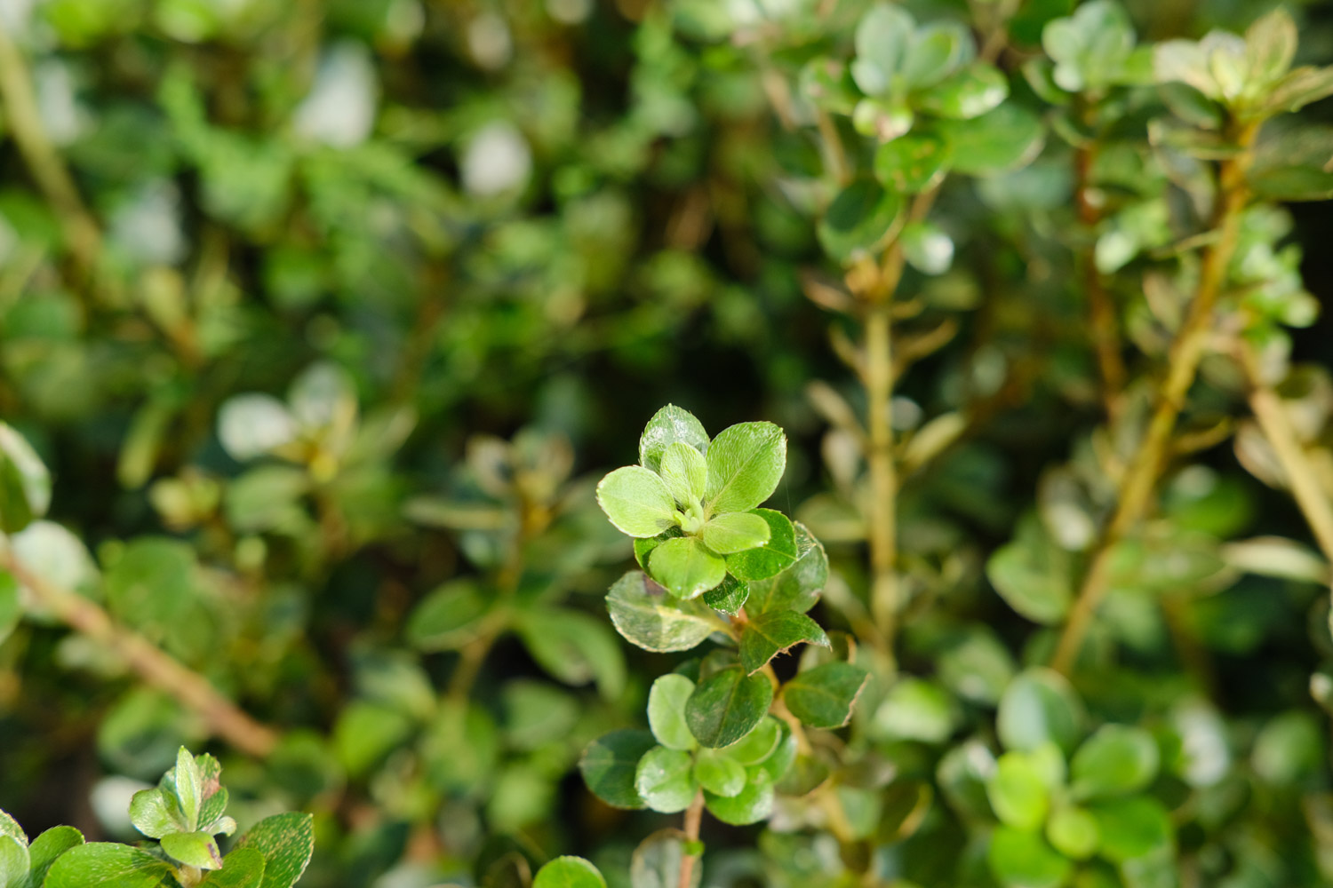 如何制作出漂亮的杜鹃花盆景