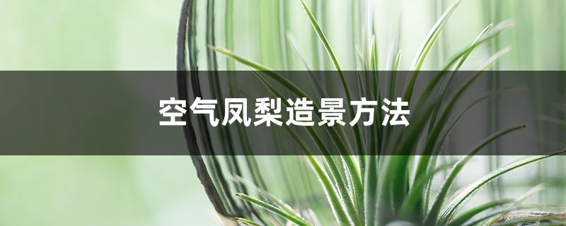 空气凤梨造景办法