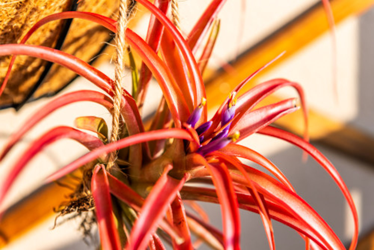 空气凤梨造景办法