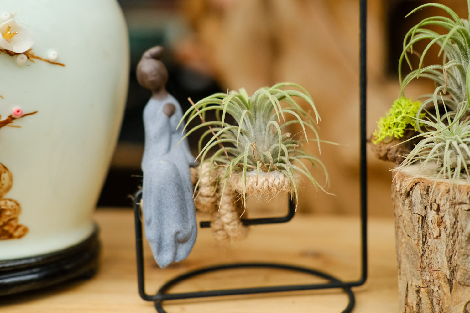 空气凤梨造景办法