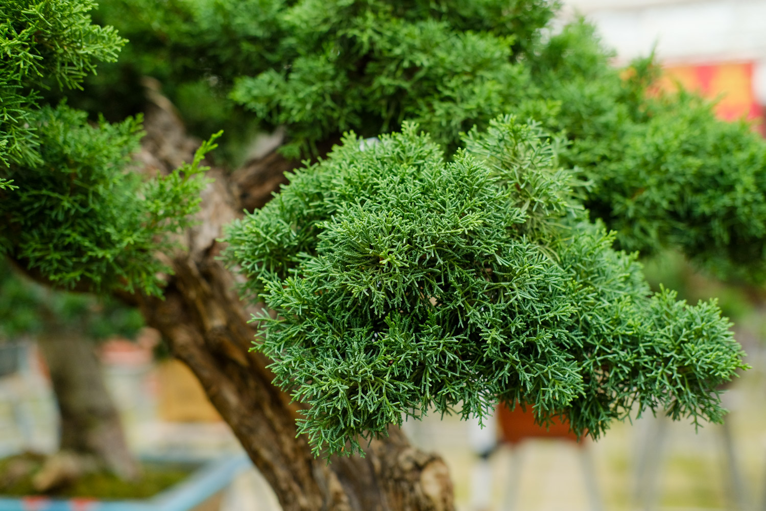 细数中国盆景艺术五大流派，牛！