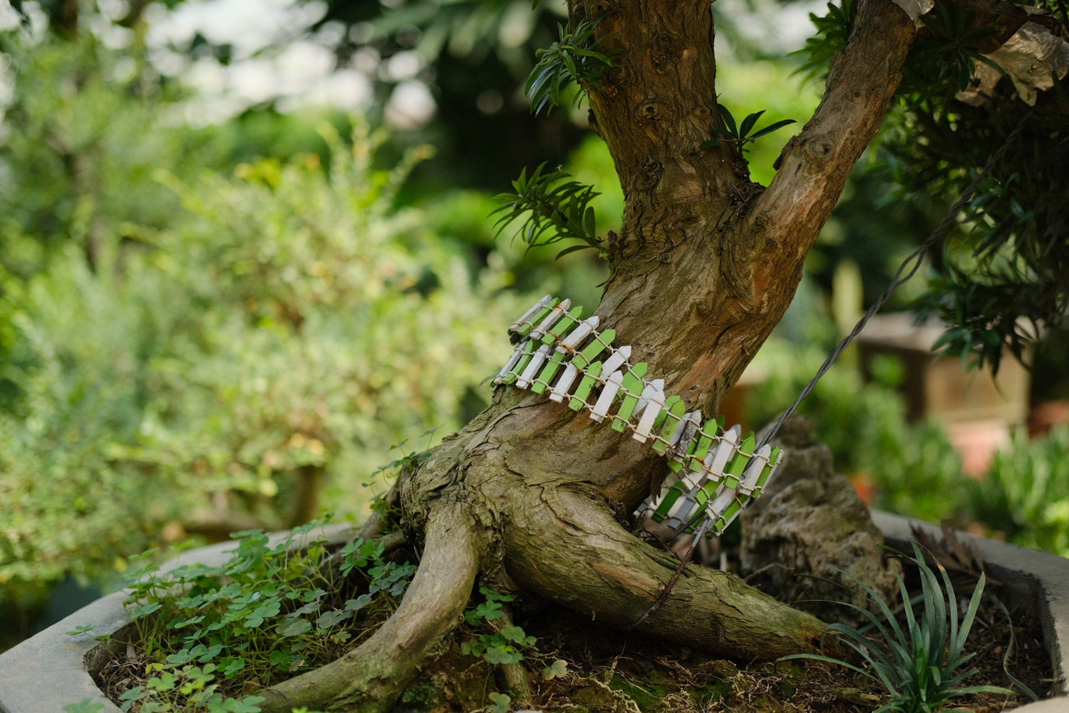 细数中国盆景艺术五大流派，牛！