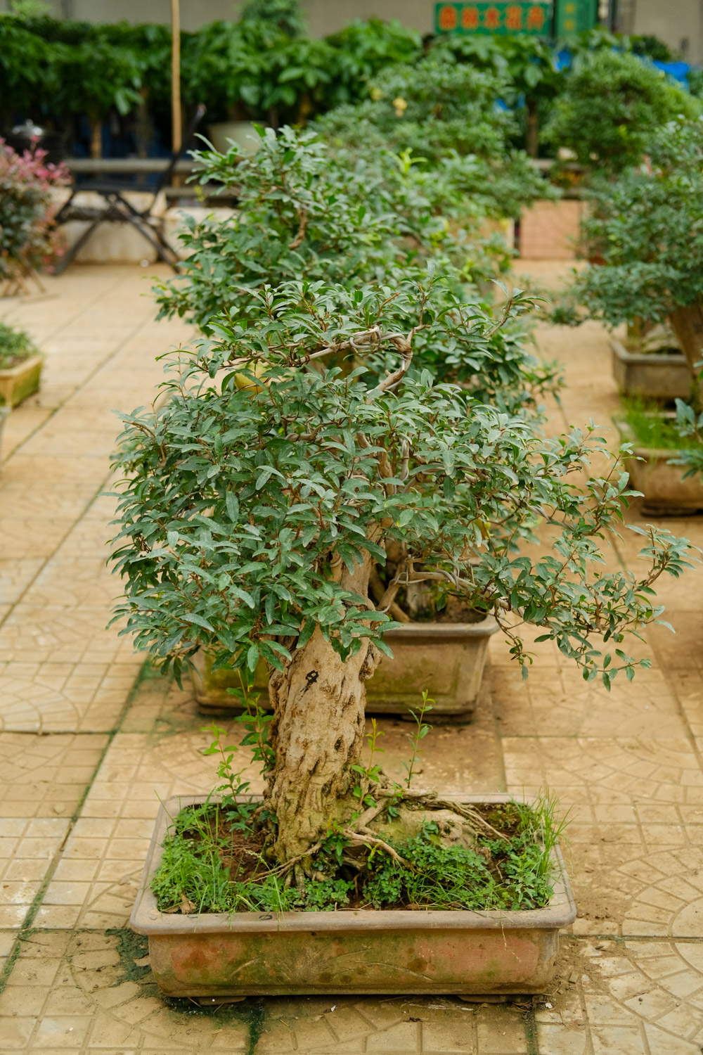 石榴花的盆景制作办法