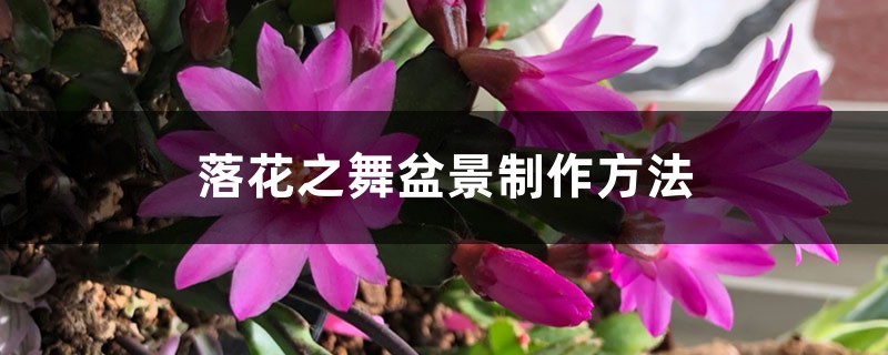 落花之舞盆景制作办法