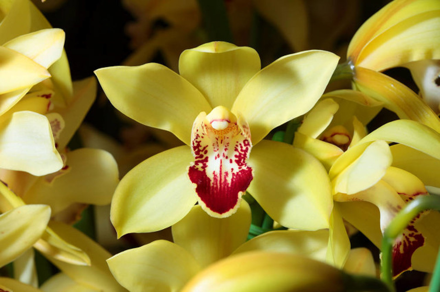 兰花盆景的制作办法