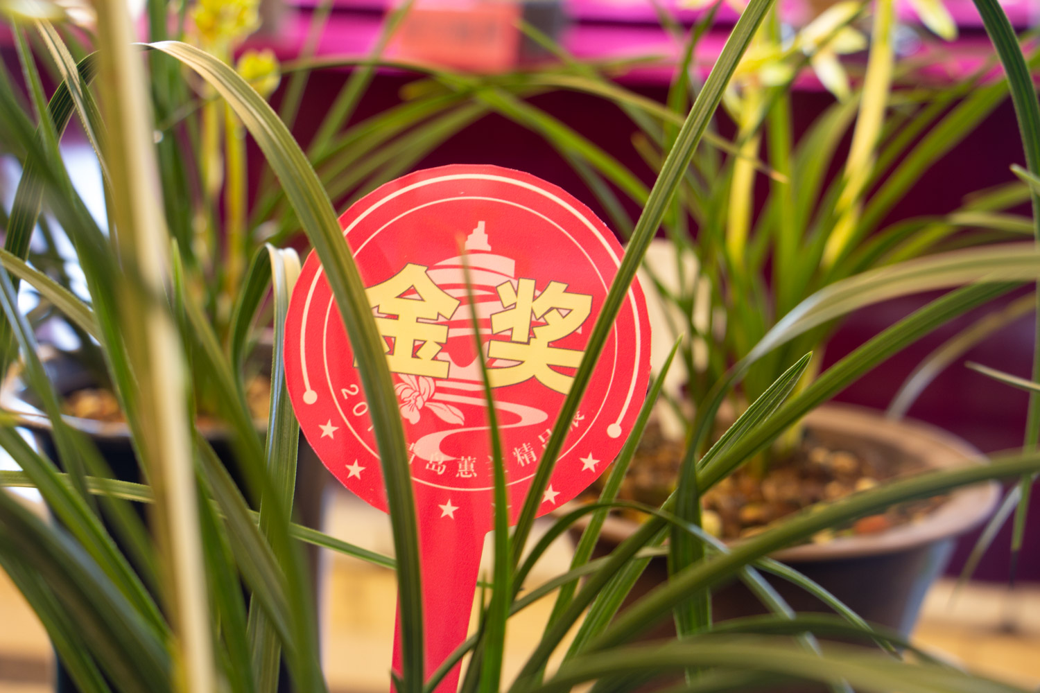 兰花盆景的制作办法