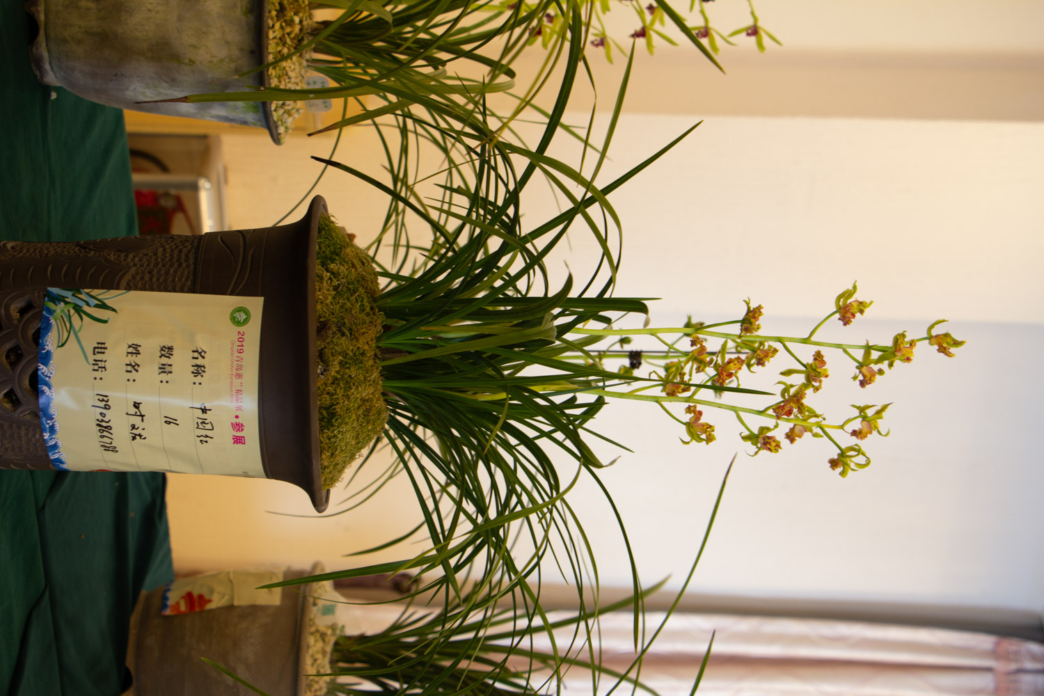 兰花盆景的制作办法