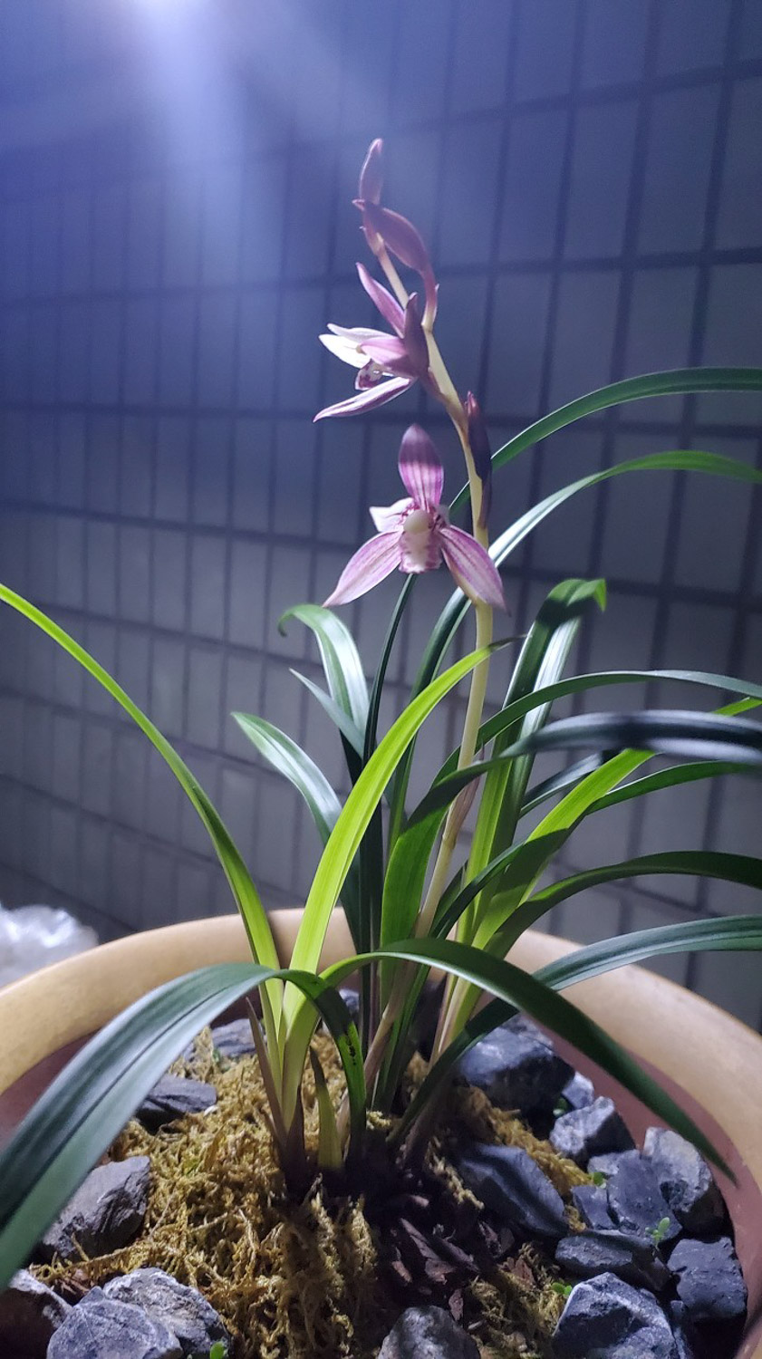 兰花盆景的制作办法