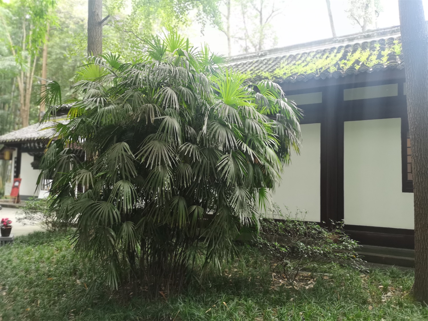 棕竹盆景的制作办法