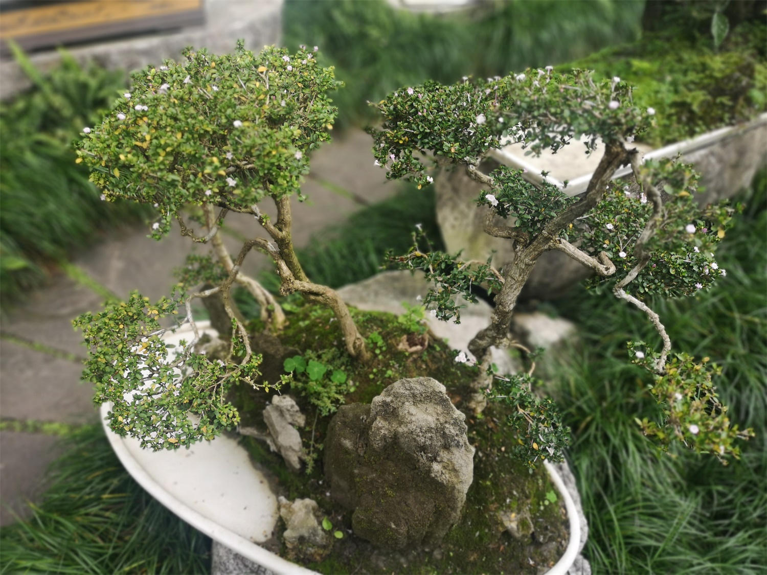 六月雪的盆景制作办法