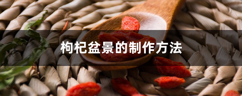 枸杞盆景的制作办法