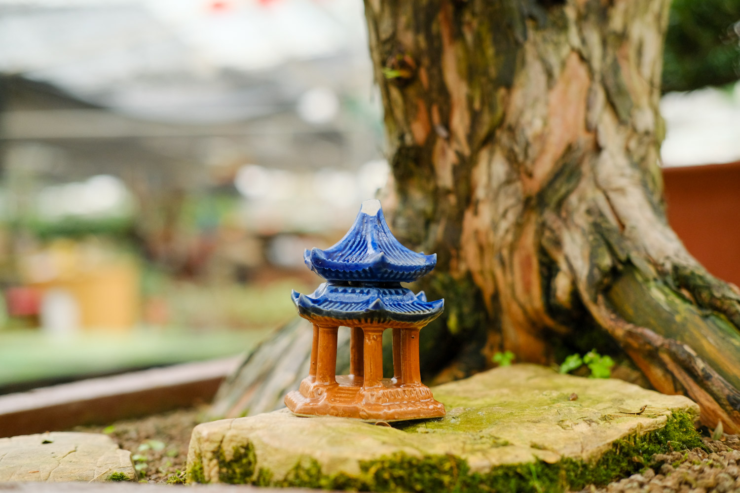 6种常见家居盆景