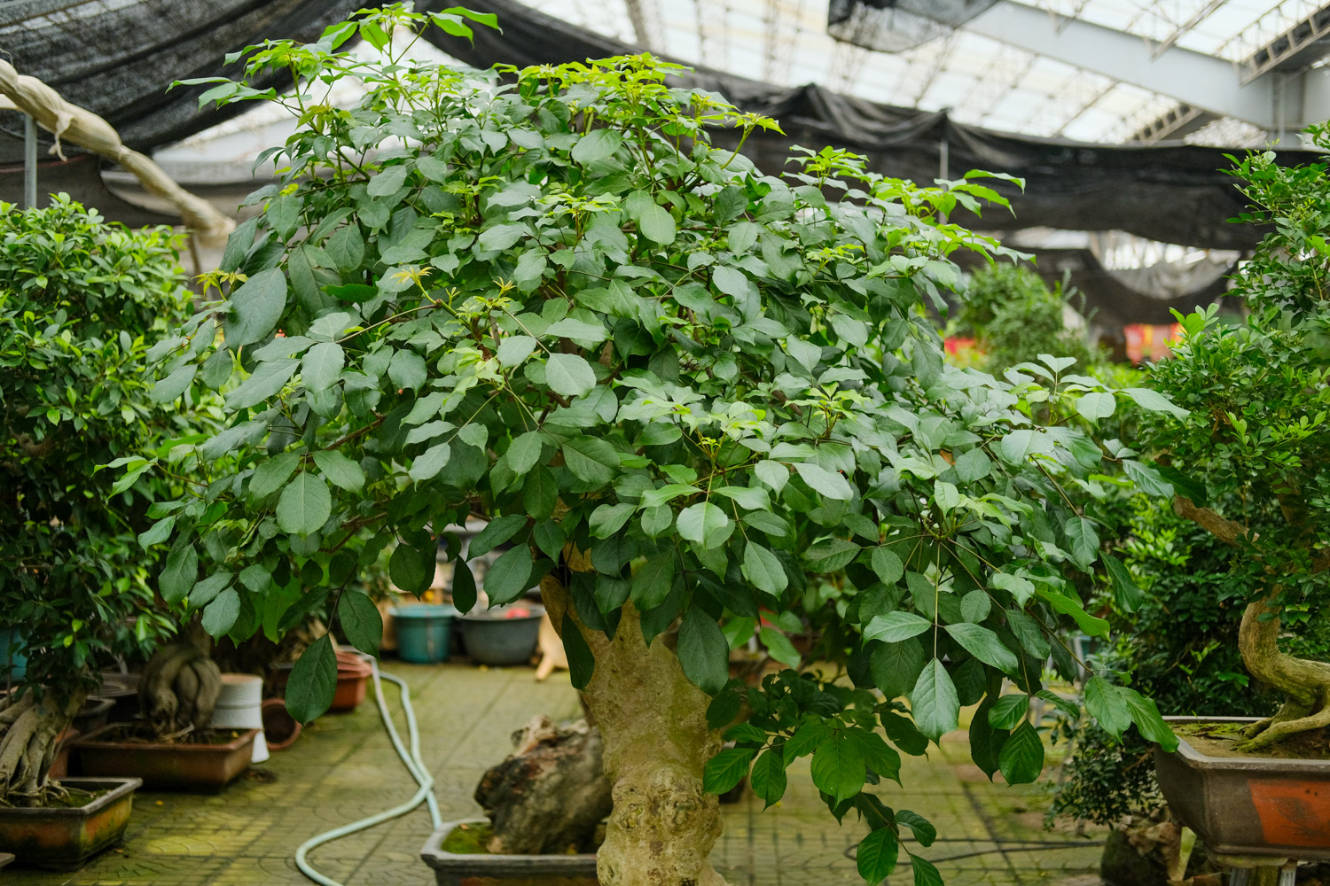 6种常见家居盆景