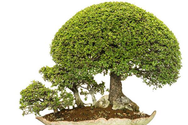 水旱盆景制作办法(图解)