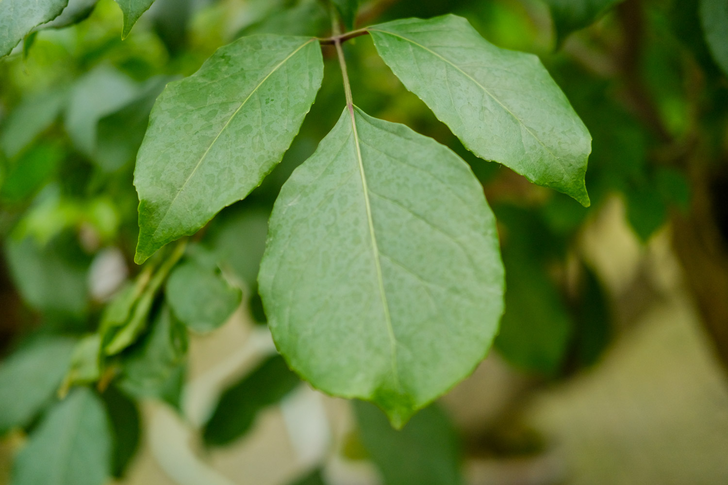 水旱盆景制作办法(图解)