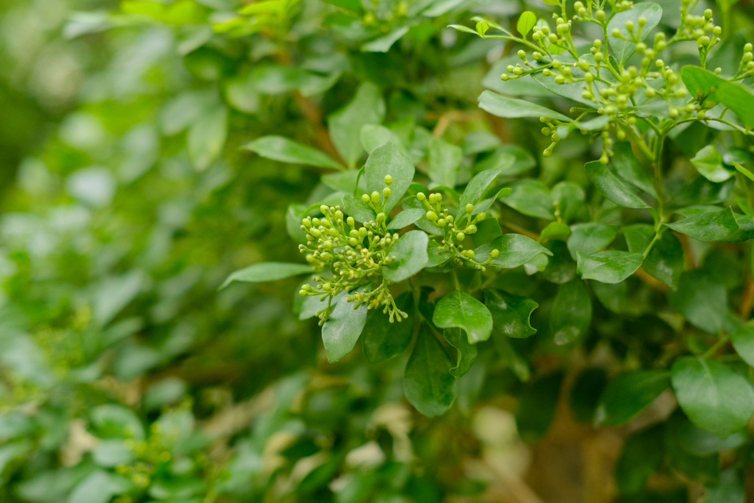 水旱盆景制作办法(图解)