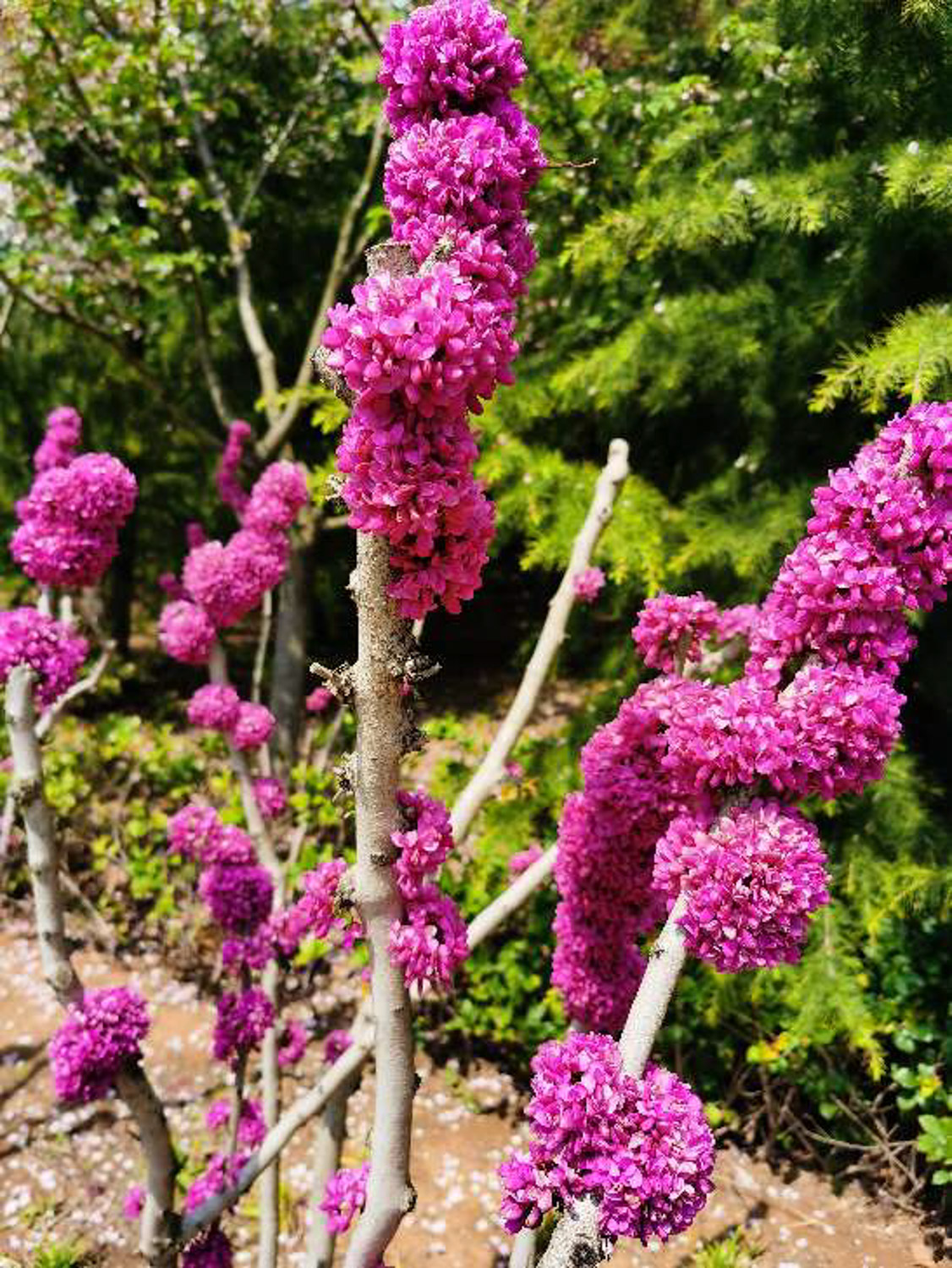 紫荆的盆景制作办法