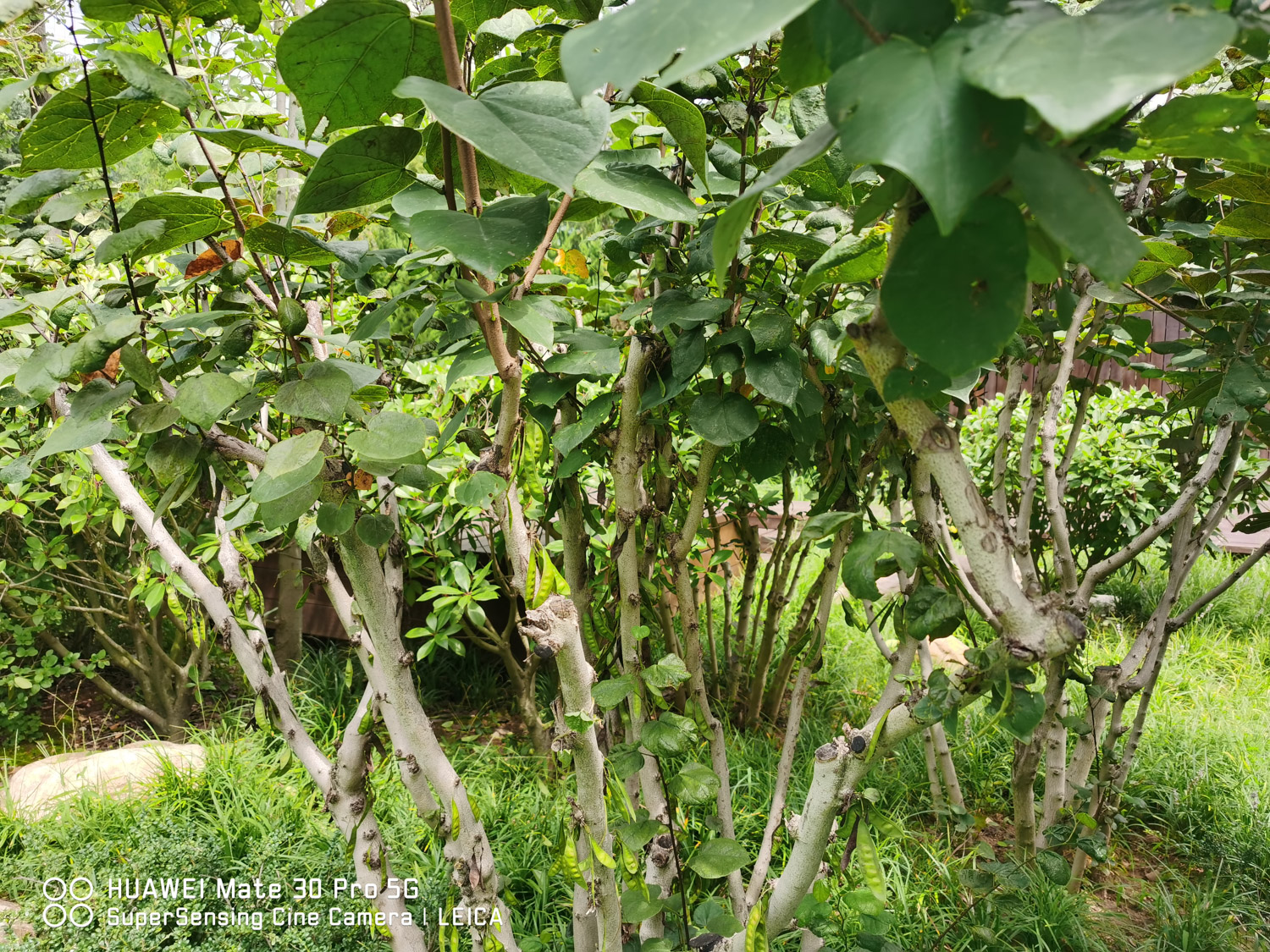 紫荆的盆景制作办法