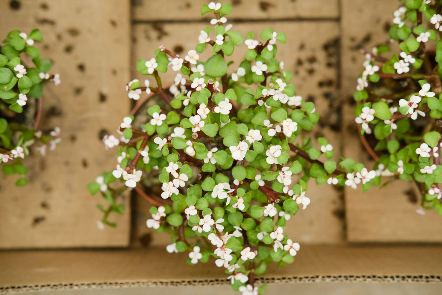 金枝玉叶盆景制作技巧