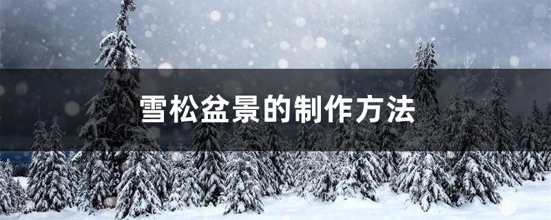 雪松盆景的制作办法