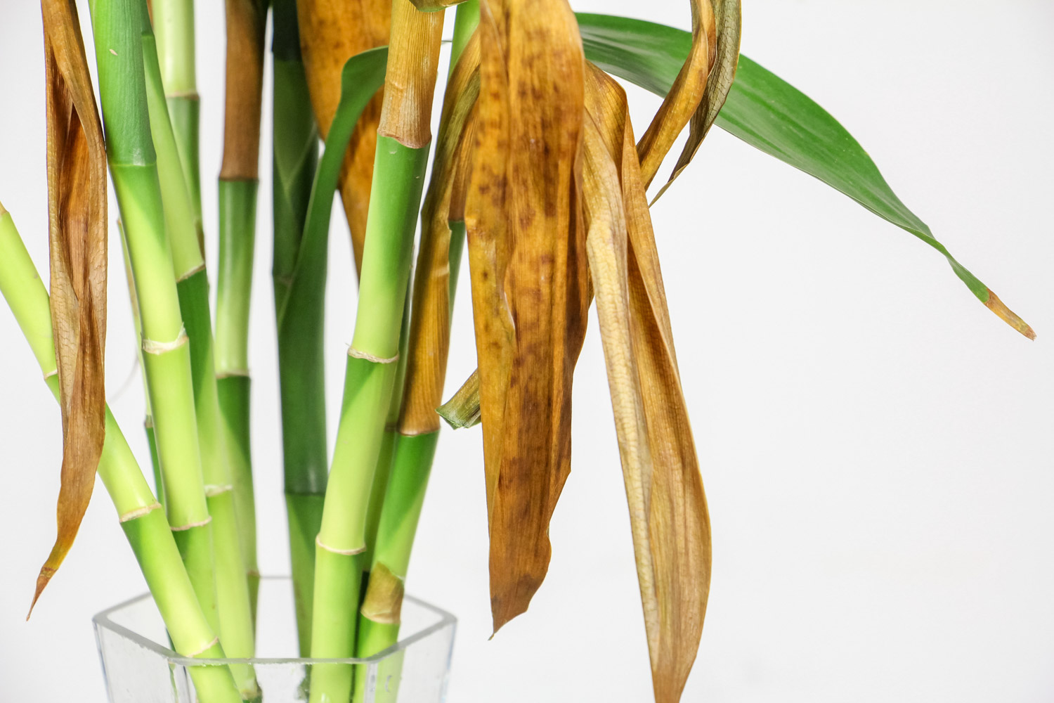 如何制作富贵竹的宝塔型盆景