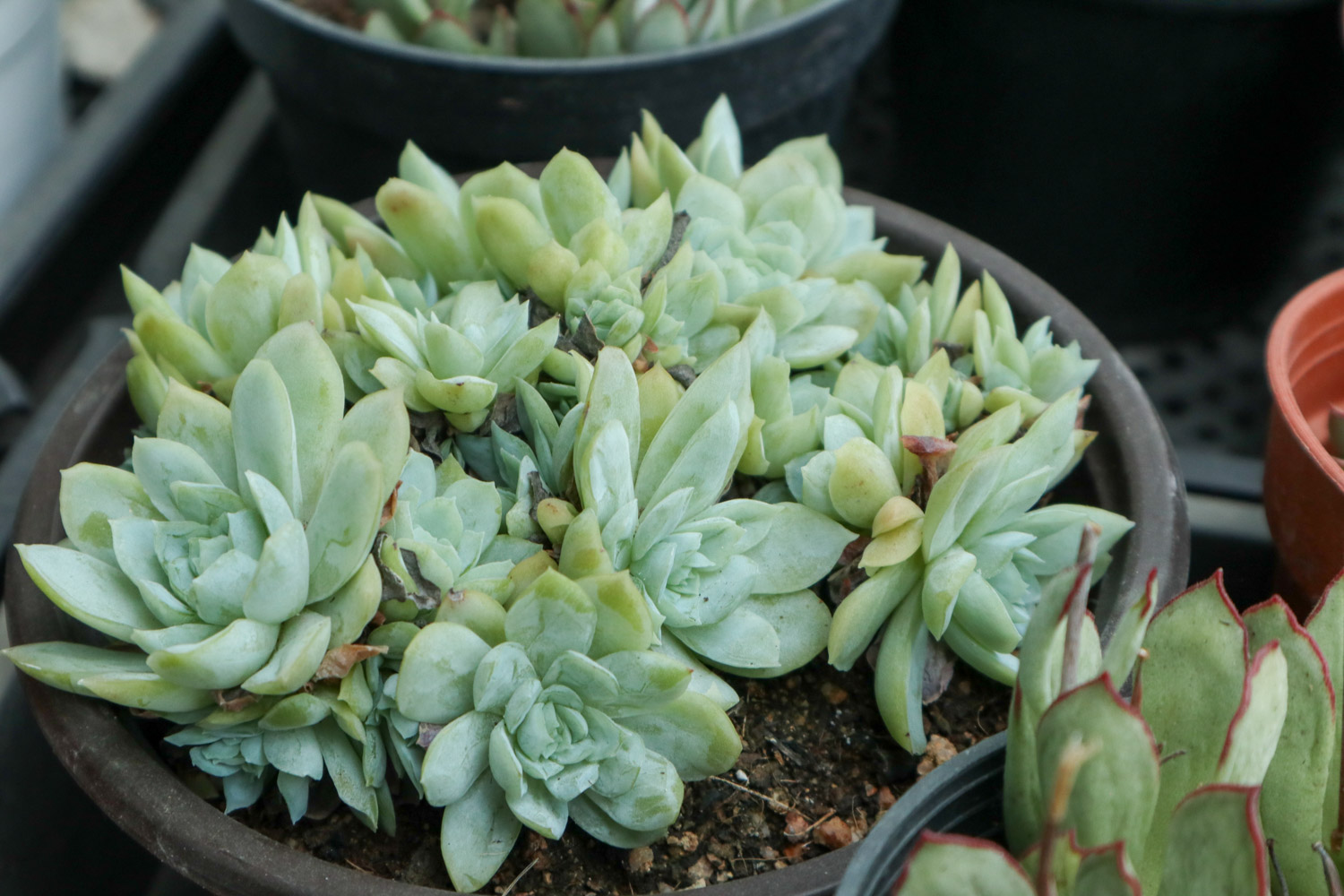 如何制作多肉盆景