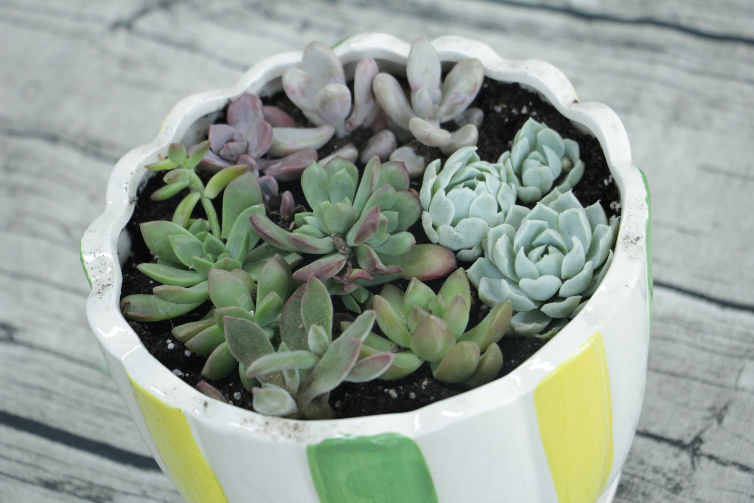 如何制作多肉盆景