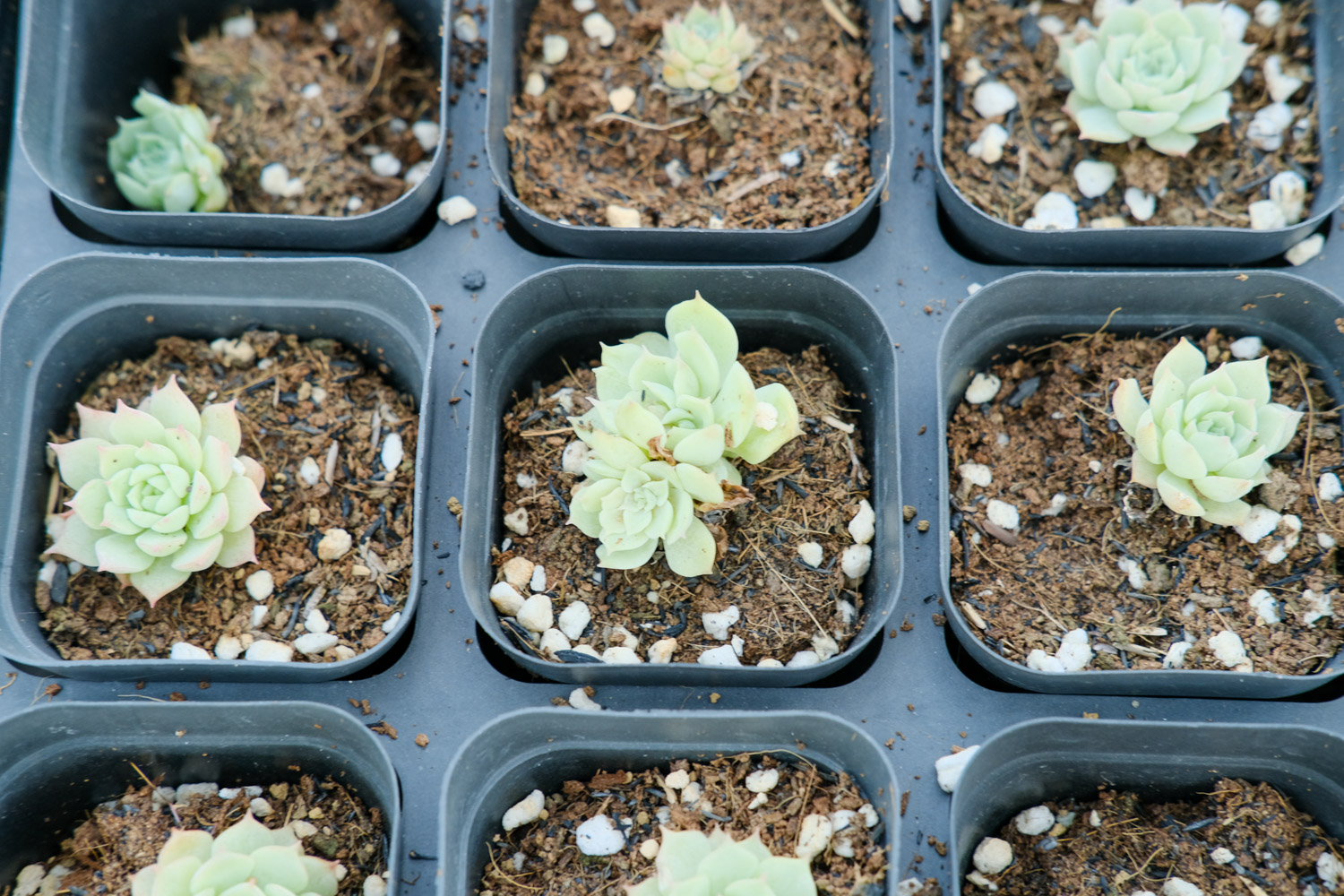 如何制作多肉盆景