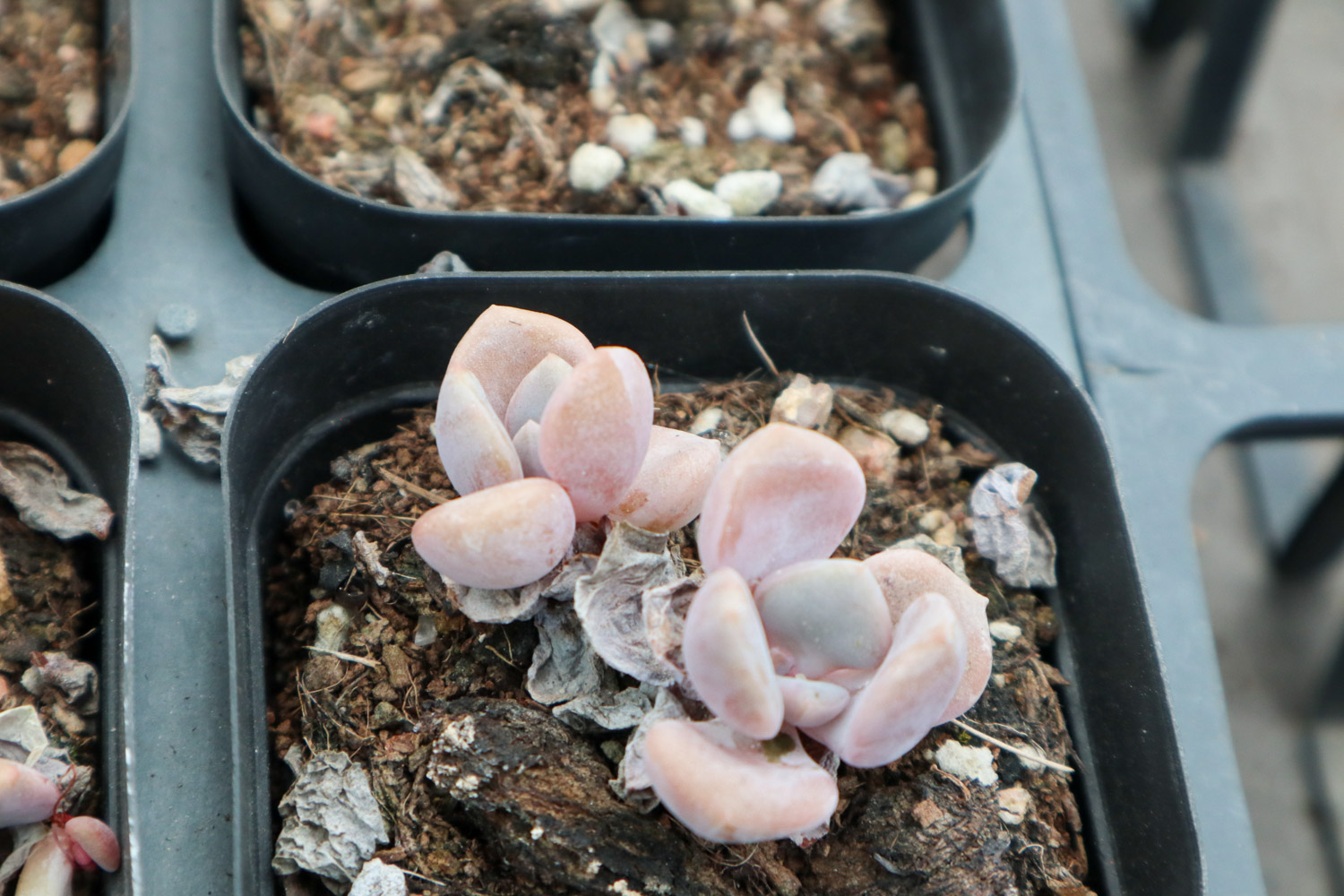 如何制作多肉盆景