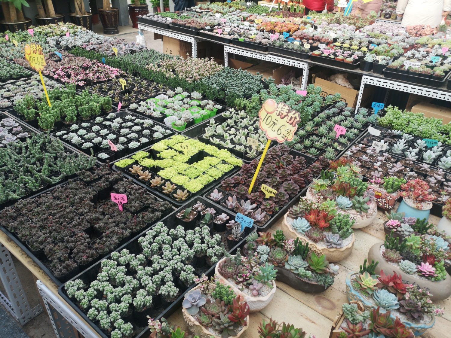 如何制作多肉盆景