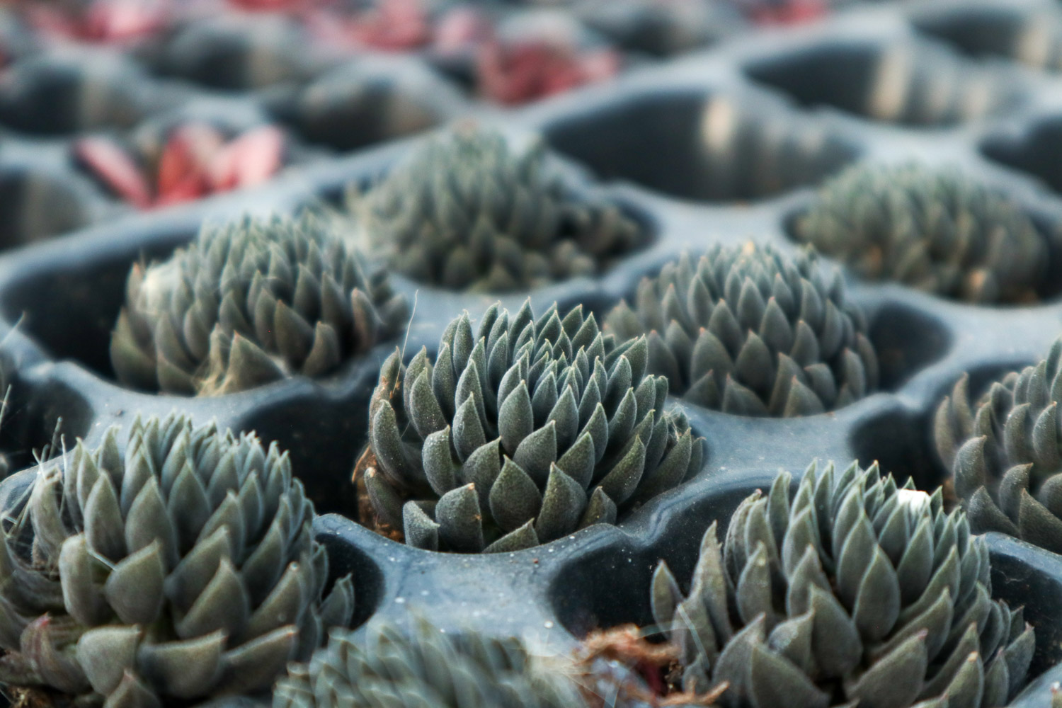 如何制作多肉盆景