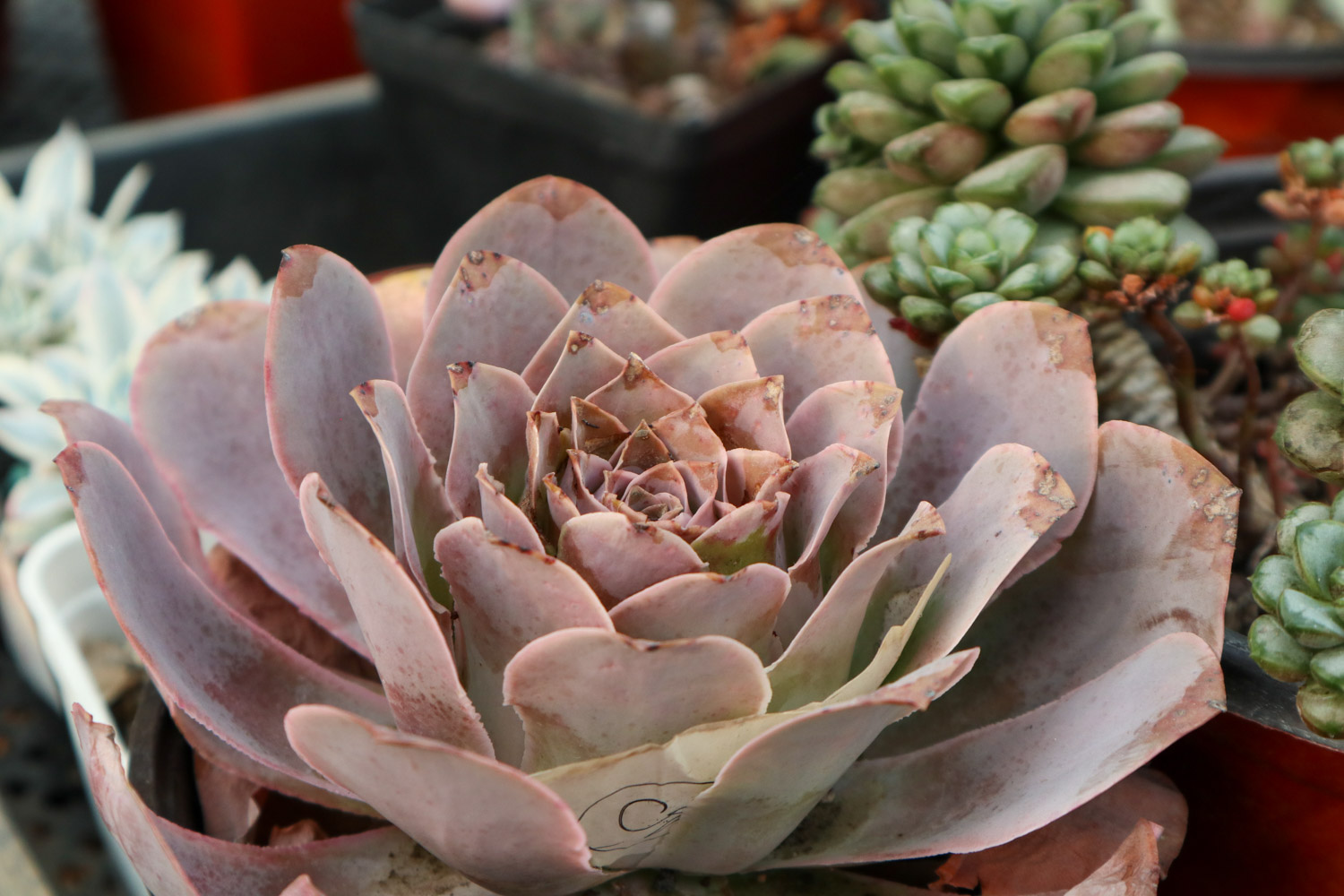 如何制作多肉盆景