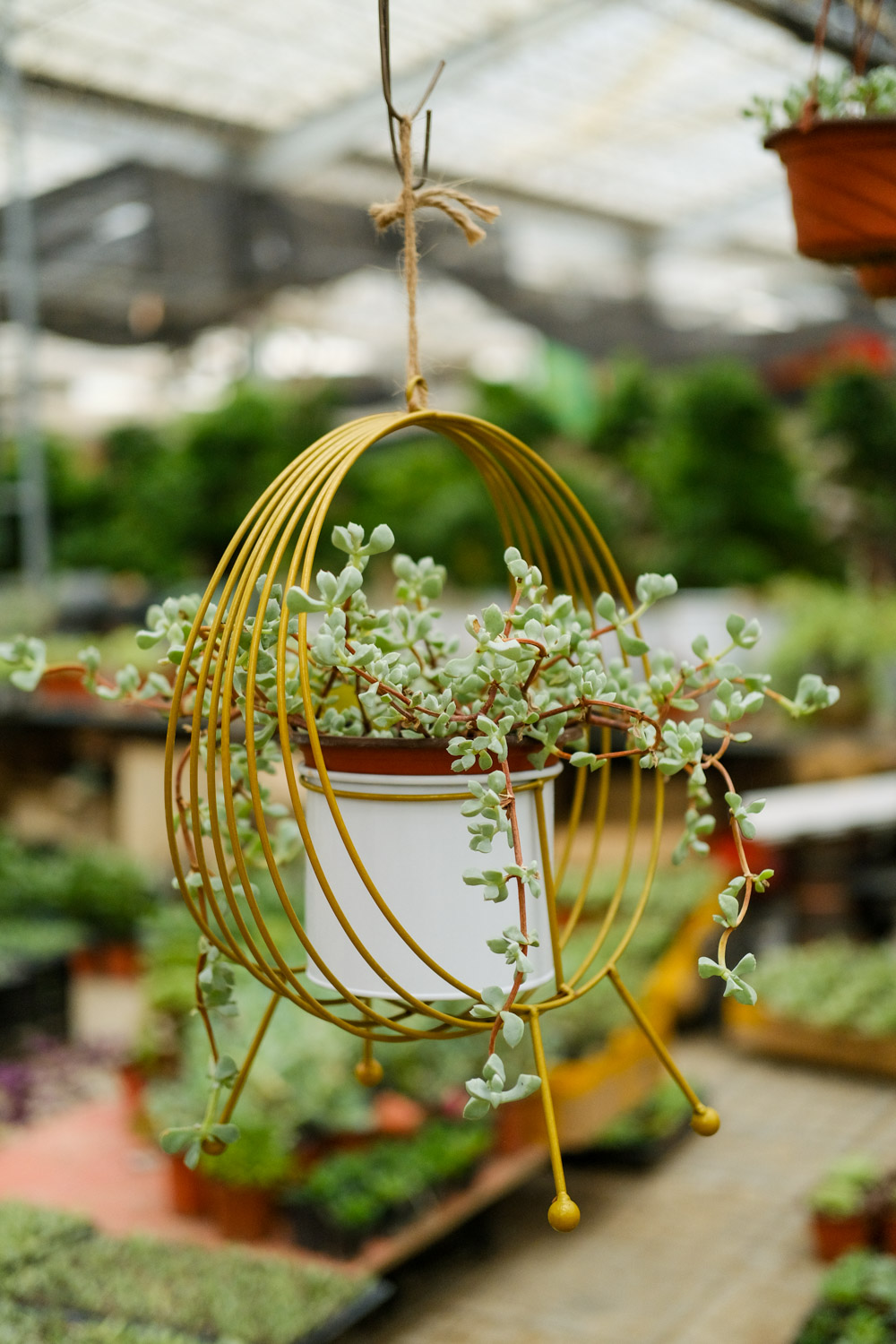 如何制作多肉盆景