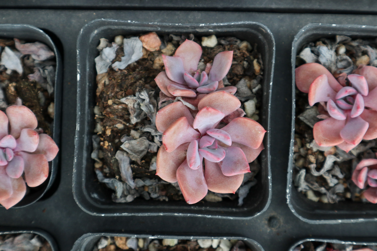 如何制作多肉盆景