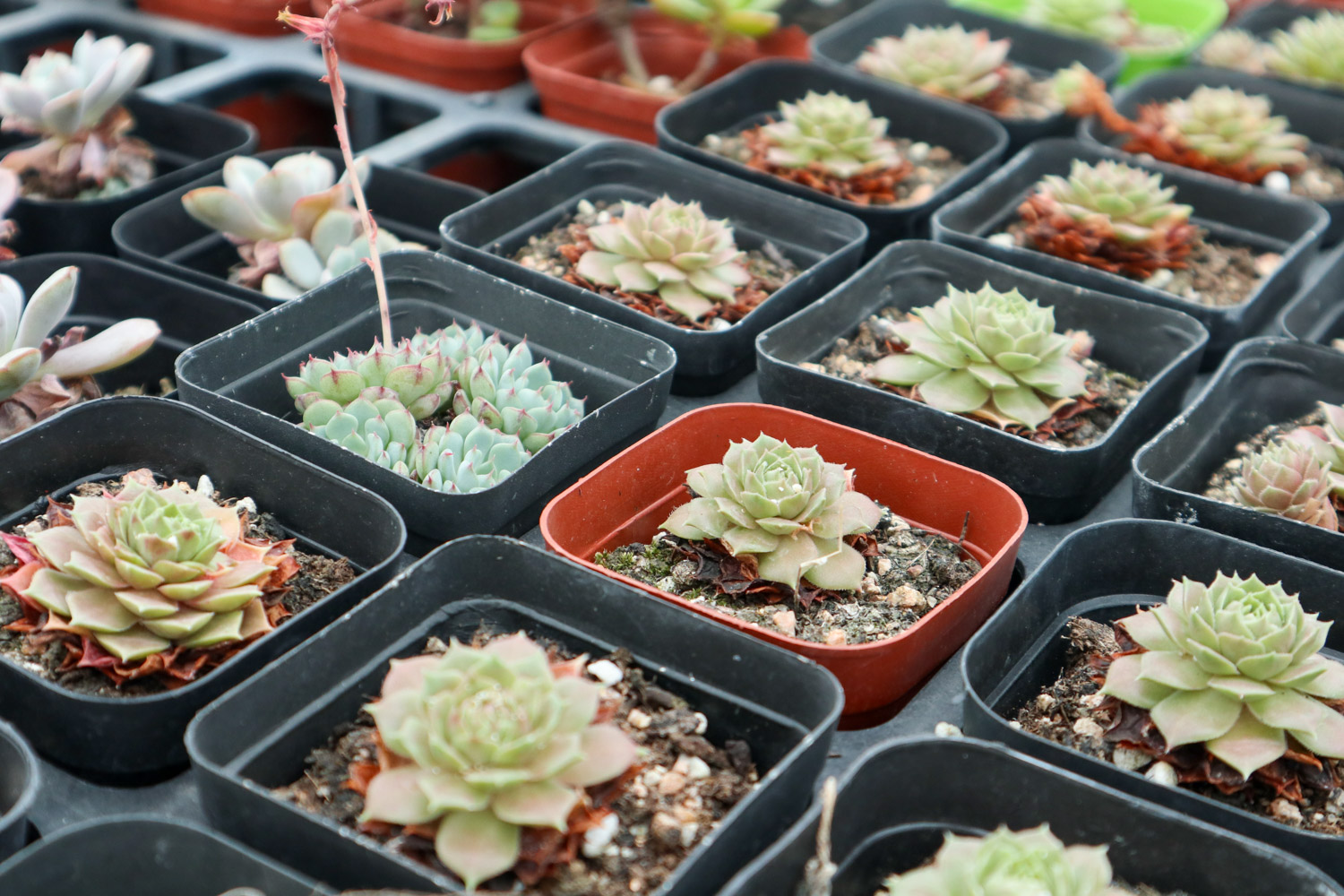 如何制作多肉盆景